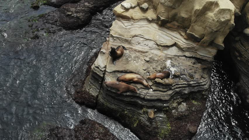 Aerial Views Of Seals Hanging Out On Cliff Rocks In California La Jolla Coastline and Cove 