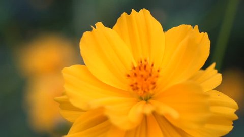 Close-up blowing yellow Mexican aster or cosmos flower in the evening 