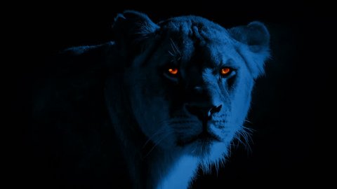 Lioness With Burning Bright Eyes At Night