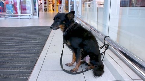 A black little dog is waiting for the owner in the lobby of the store .. The dog is trembling, it is cold, tied with a leash to the perilla.