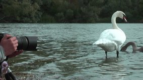 Swans on the lake. A close video shooting of a family of swans, as well as one swan.