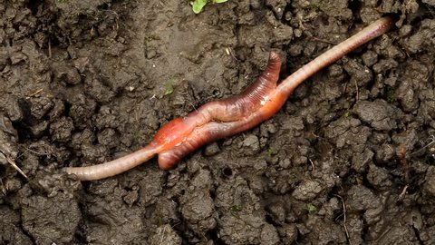 Earthworm mating. Earthworm reproduction. Lumbricus terrestris. The hermaphrodite invertebrates mate on the surface with part of their bodies still underground.  Carpathian Basin, Europe