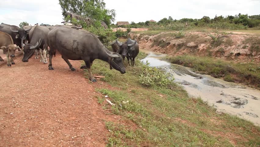 Baby water buffalo crossing stream