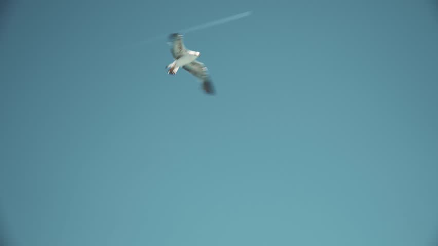 Seagull flying very close to camera