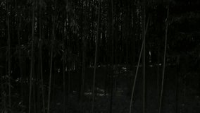 It is a picture taken while moving up slowly from a dark bamboo forest.
This is a video using a drones and suitable for inserting text.