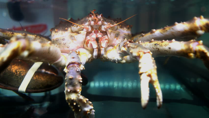 Closeup taraba king crab in a water tank  Royalty-Free Stock Footage #1017216034