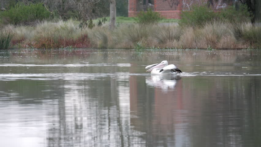 Pelican taking flight at Balyang Sanctuary Geelong, Australia