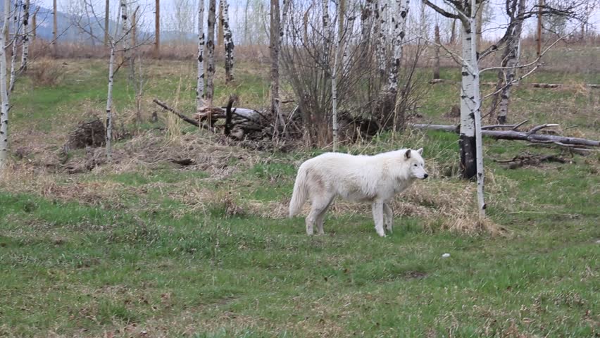 White arctic wolf - Yamnuska Wolfdog Sanctuary, Alberta, Canada