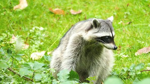 A cautious racoon carefully plots his next move as he looks for food near the forest.