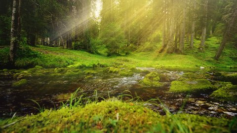 A relaxing shot of a stream running along the forest landscape with sun rays beaming through the tres.