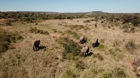 African Elephants. Herd of Elephants aerial drone footage 