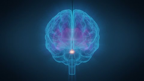 Human Brain Pituitary Gland Generates Endorphins