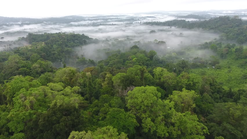 Mystic and foggy drone flight over the canopy primary tropical rainforest. Saül Guiana Amazonian Park