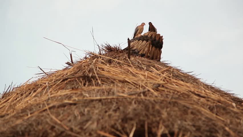 Birds perch on top of a thatched roof in rural Uganda.