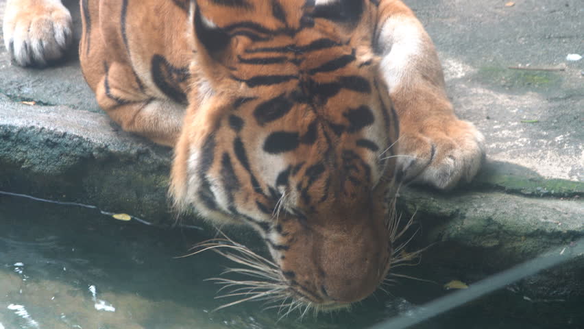 Tiger drinking water.