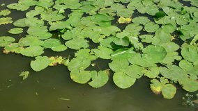White Water Lily / 4K Video