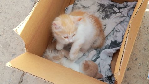 Little Cute Kittens In the Box On Sale. Timid Animals Looks at People