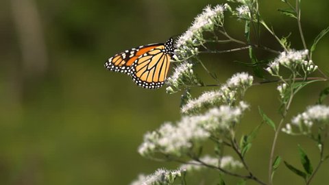 Monarch Butterfly on Queen Anne's Lace with a slight breeze. The camera sits on a medium shot with a shallow depth of field.