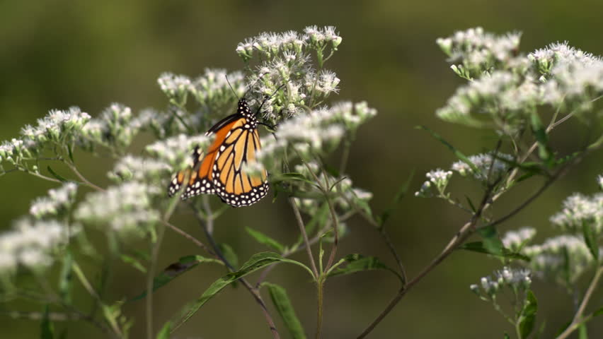 A Monarch Butterfly Crawling On Stock Footage Video (100% Royalty-free ...