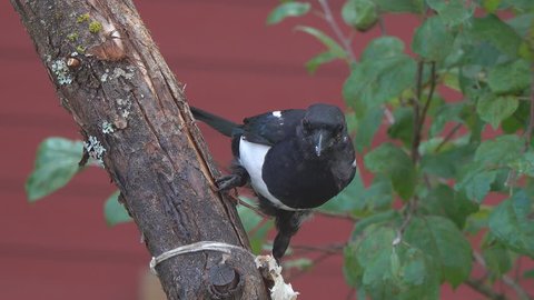 Eurasian or common magpie (Pica pica) sits on a branch and pecks bacon