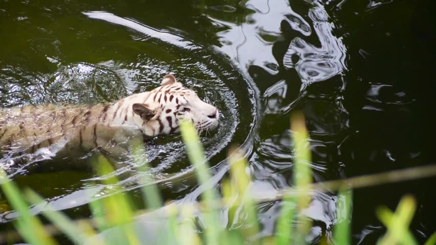White tiger in the water