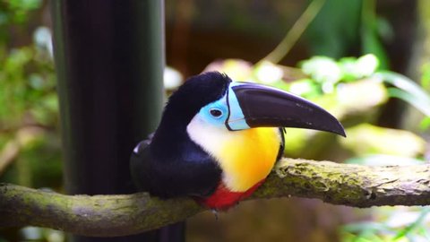 Beautiful toucan bird