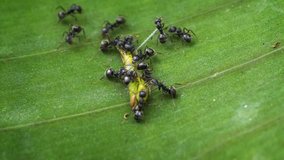 Tiny. black ants in extreme closeup. working together to dismantle the body of a dead grasshopper in their natural habitat in Thailand. Stock footage 4k