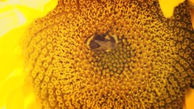 Extreme closeup of a solitary bumble bee. collecting pollen from the big yellow center of a mature sunflower. Video 4k Ultra HD