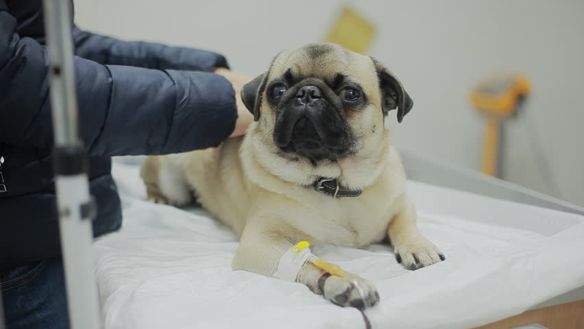 A sick pug dog in a veterinary clinic with a catheter in the paw. The mistress of the dog sits nearby, strokes and regrets pug. . Administer medication through an IV drip Close-up Royalty-Free Stock Footage #1017262525