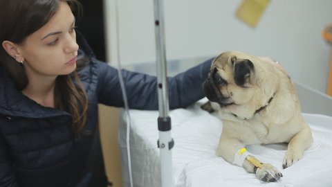 A sick pug dog in a veterinary clinic with a catheter in the paw. The mistress of the dog sits nearby, strokes and regrets pug. Administer medication through an IV drip