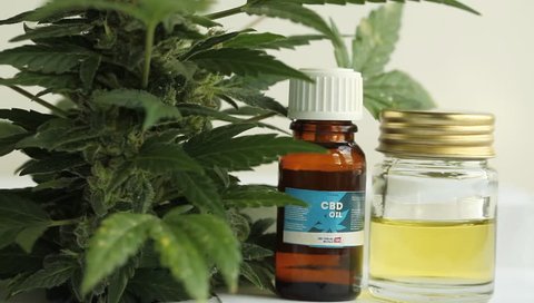 marijuana medical cannabis cbd product oil