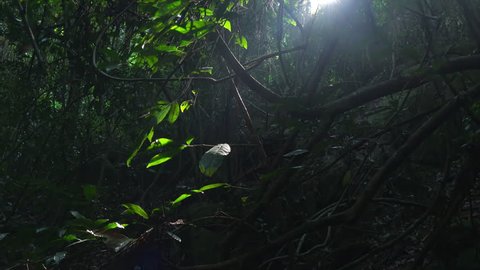 Foliage of tropical tree growing in impenetrable jungle illuminated by sun breaking through dense thicket of exotic plants. Green leaves on branches slightly swaying in wind in shady rainforest.