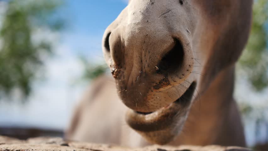 Yawning donkey close-up Royalty-Free Stock Footage #1017277150