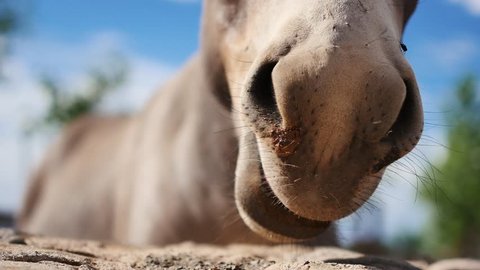 Yawning donkey close-up