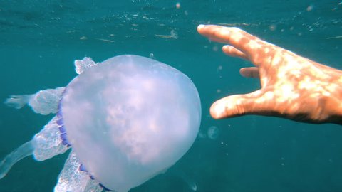 Sea.  Jellyfish.  Touching the jellyfish . Touch.  Wildlife.  Smooth movement.  Contact with nature .Gopro.