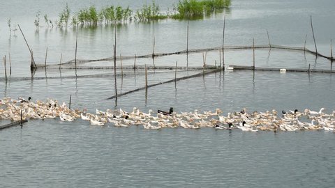 Beautiful landscape at Chau Doc, Mekong Delta, Vietnam in flooding season, ducks move on river, tree on vast flooded field