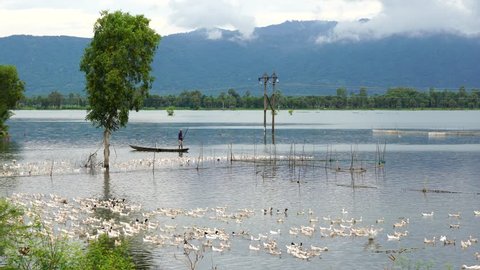 Beautiful landscape at Chau Doc, Mekong Delta, Vietnam in flooding season, ducks move on river, tree on vast flooded field