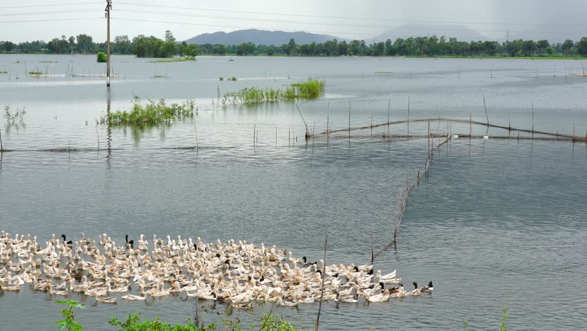 Beautiful landscape at Chau Doc, Mekong Delta, Vietnam in flooding season, ducks move on river, tree on vast flooded field