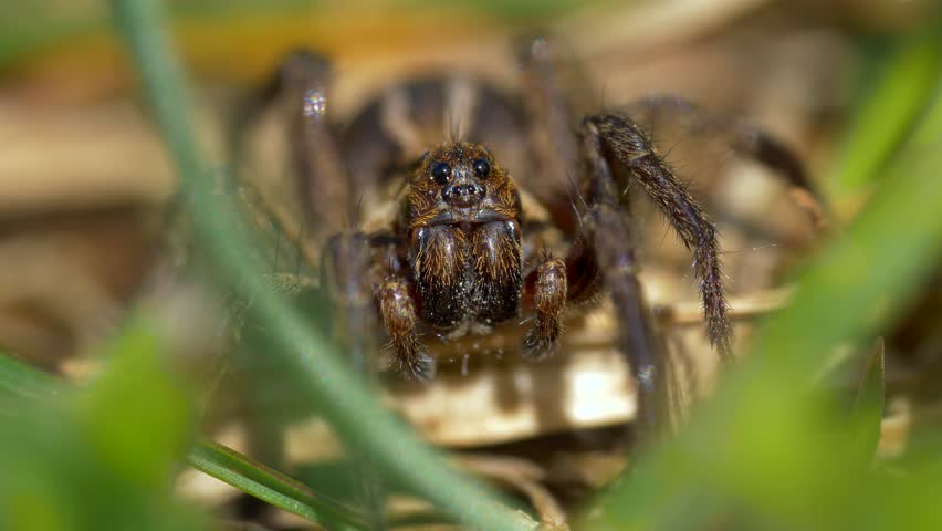 Detail of wolf spider Alopecosa