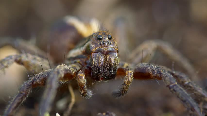 Detail of wolf spider Alopecosa
