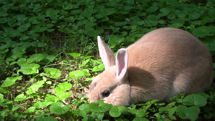 Bunny crouching in grass image - Free stock photo - Public Domain photo ...