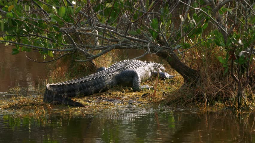 Alligator in the wild on the bank