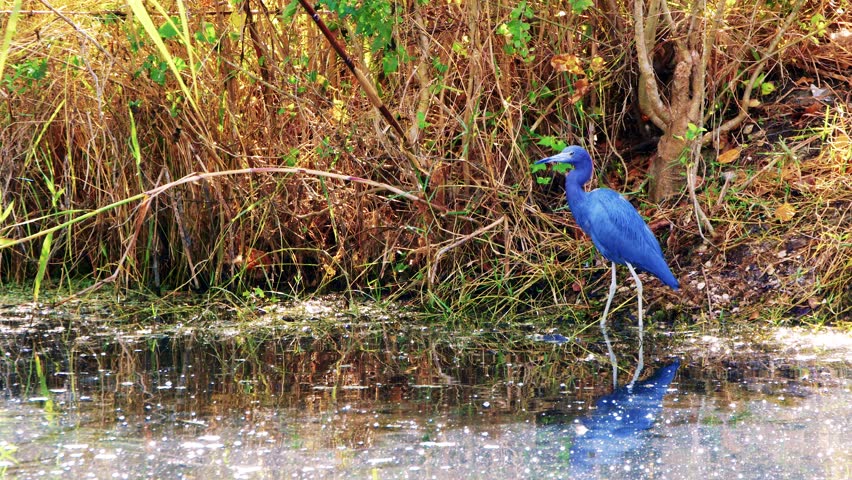 Little Blue Heron