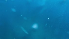 underwater video of coral reef and surrounding area - bubbles and seaweed