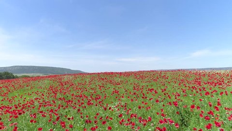 red flowers in wheat filed on sunny spring day. Shot. Top view of the poppy field on a Sunny day. Blooming poppies on field วิดีโอสต็อก