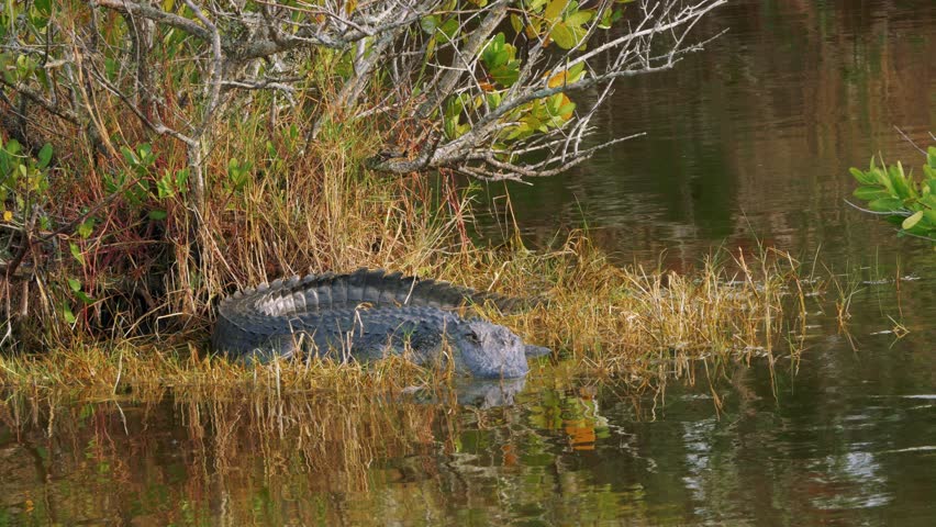 Alligator in the wild on the bank