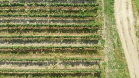 Aerial video of a tractor harvesting grapes in a vineyard. Rows of grapevines in picturesque vineyard landscape. Farmer driving tractor vineyard aerial view. 