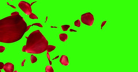 red rose petals screen transition horizontal flying flowing on chroma key, green screen background, with alpha channel, holiday love, relationship and valentine day
