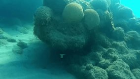 underwater video of coral reef and surrounding area
