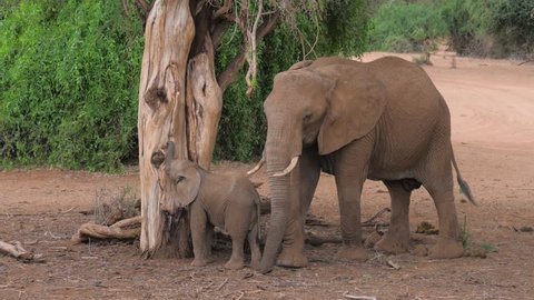 A wild African elephant with baby eating the bark of a dried tree and leaves from a branch with the help of a trunk. Safari in the Samburu reserve in the dry season with red and brown earth